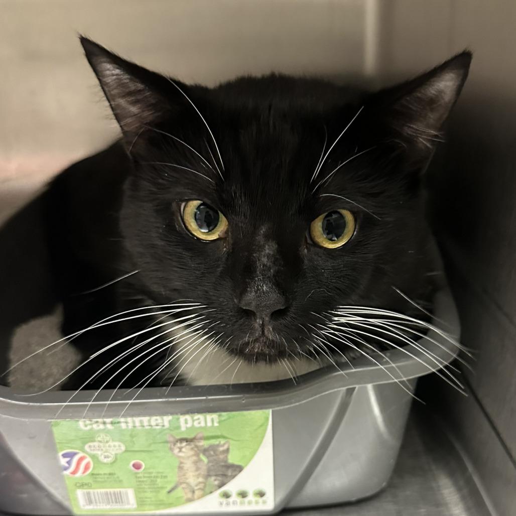 James Bond, a Adoptable Domestic Short Hair in Naperville, IL image 4/4
