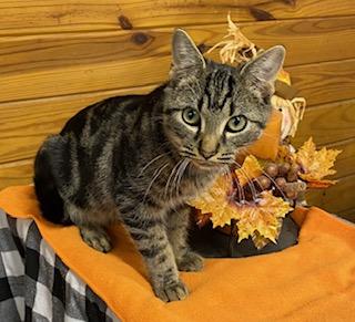 Crackers! Laid back, cuddly and affectionate, meet me at The Kitten Around Cat Lounge