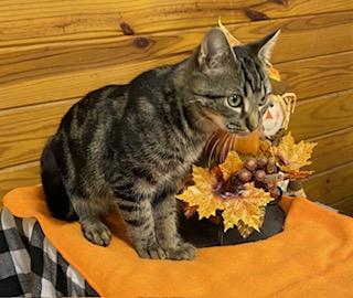 Crackers! Laid back, cuddly and affectionate, meet me at The Kitten Around Cat Lounge