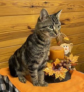 Crackers! Laid back, cuddly and affectionate, meet me at The Kitten Around Cat Lounge