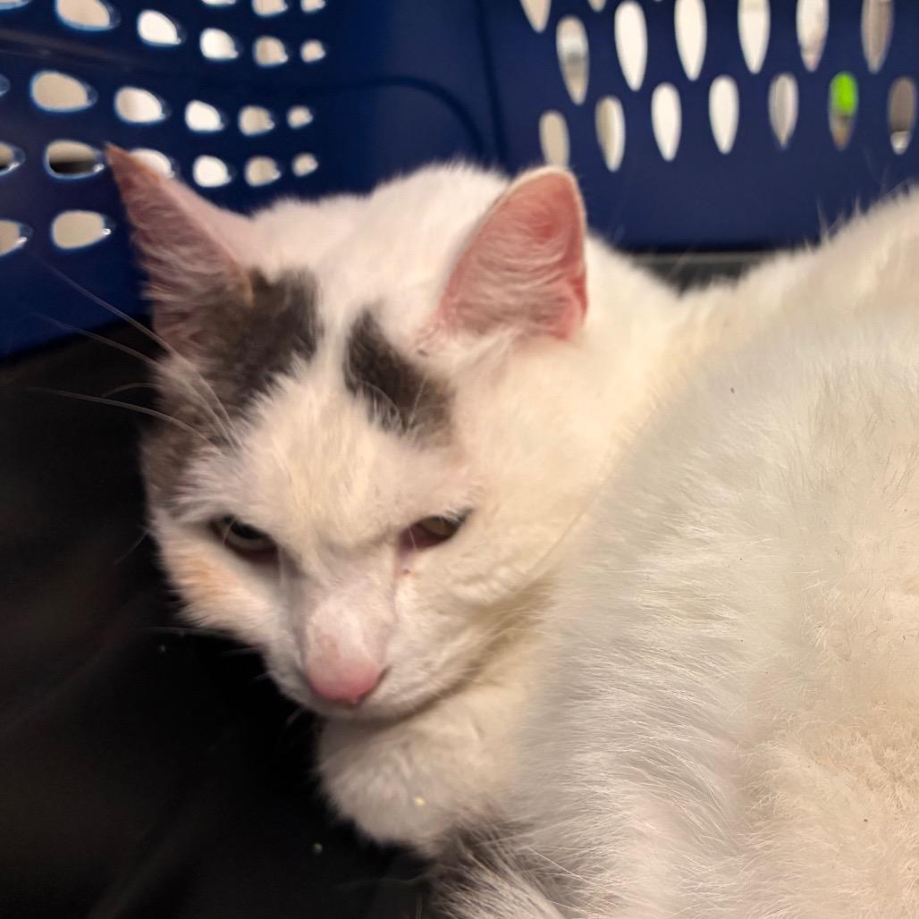 Lumi, a Adoptable Domestic Short Hair in Manhattan, KS image 1/4
