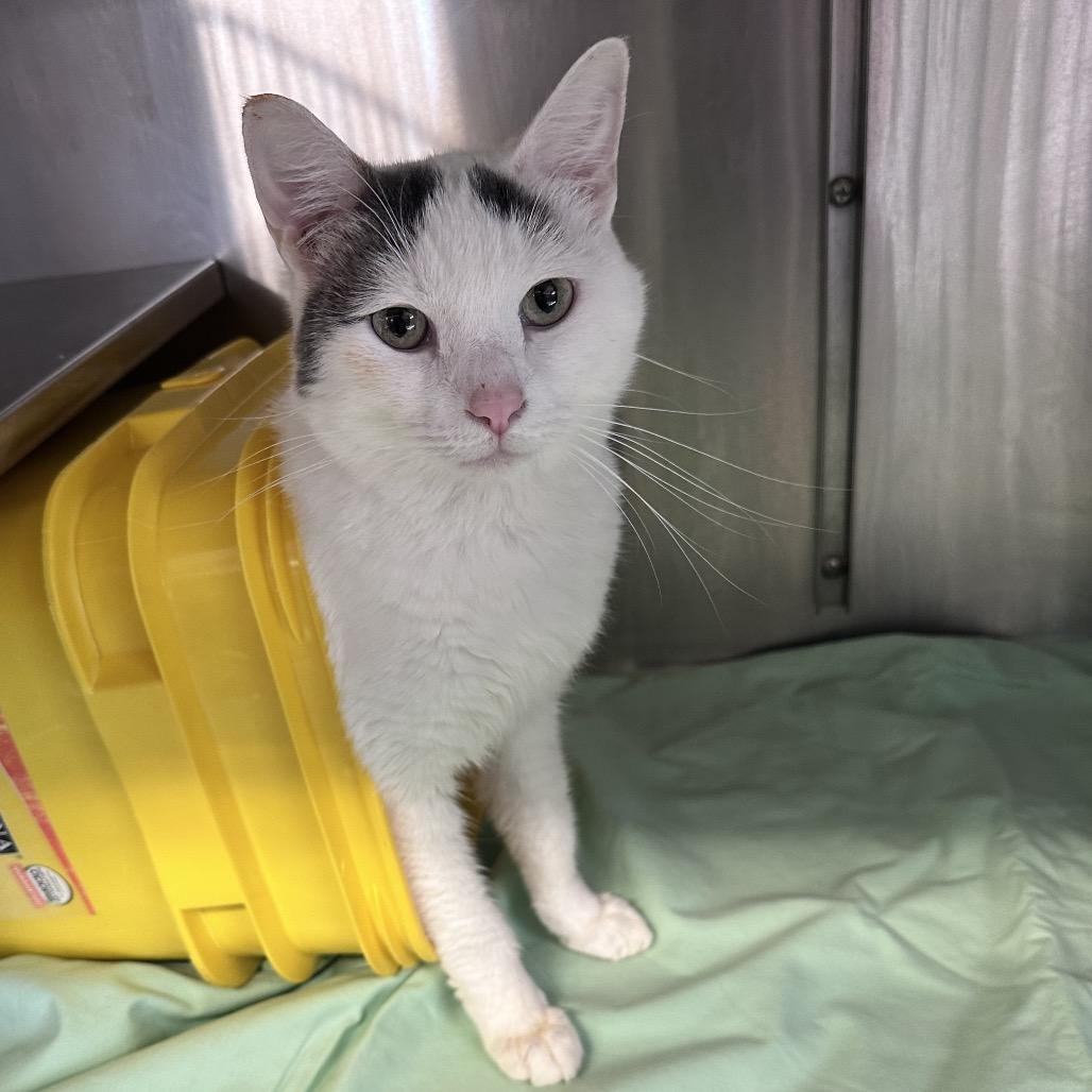 Lumi, a Adoptable Domestic Short Hair in Manhattan, KS image 2/4