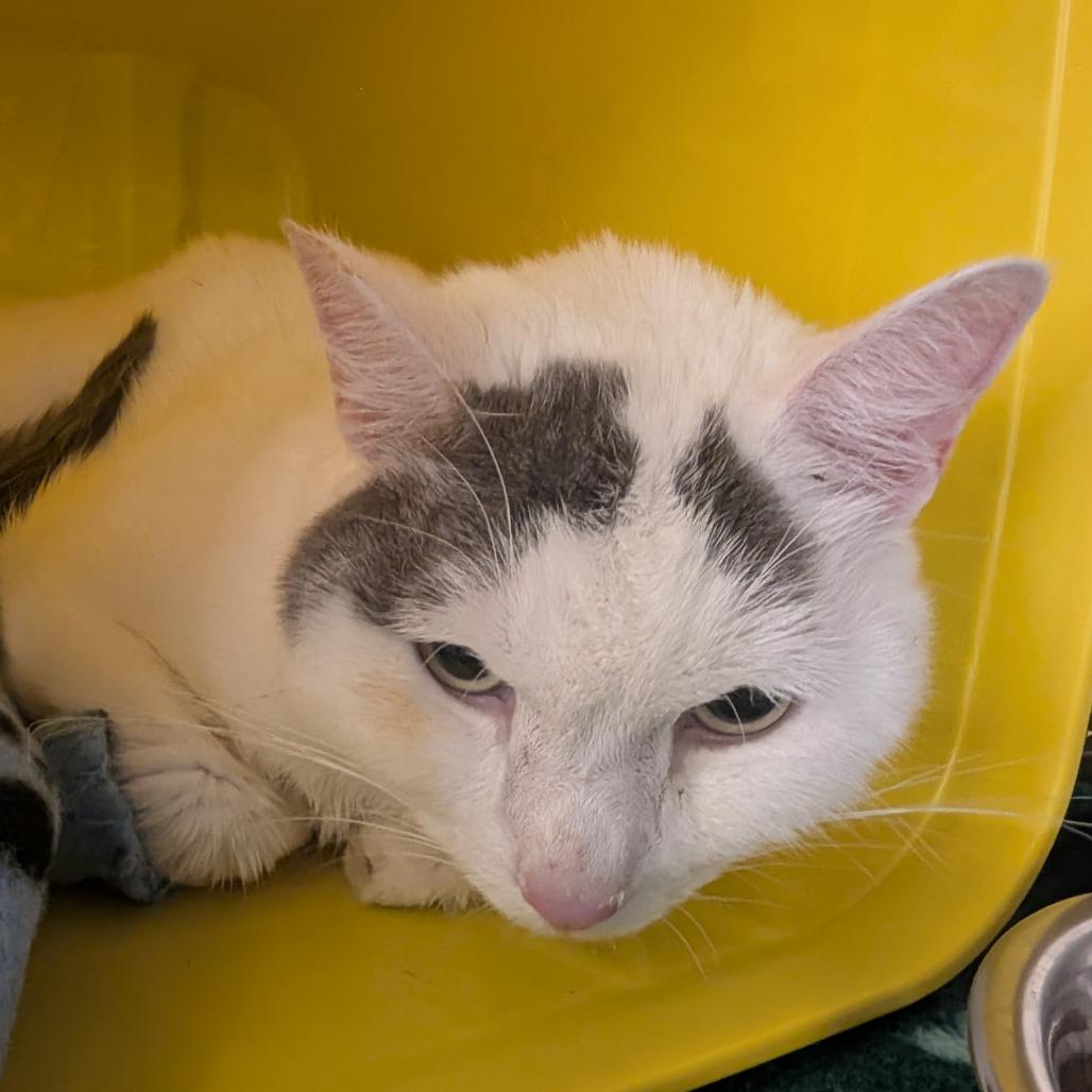 Lumi, a Adoptable Domestic Short Hair in Manhattan, KS image 3/4