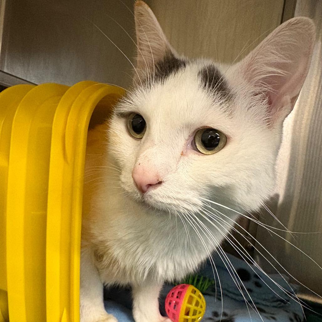 Lumi, a Adoptable Domestic Short Hair in Manhattan, KS image 4/4
