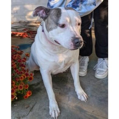 Brandy (courtesy post)