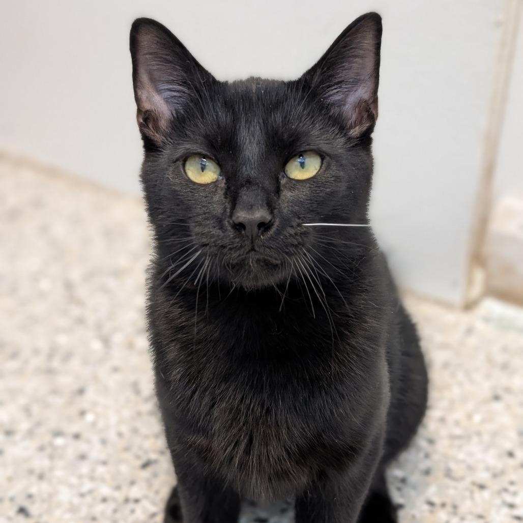 Enlarge Raj, a Adoptable mixed breed in Winchester, TN image 1/4