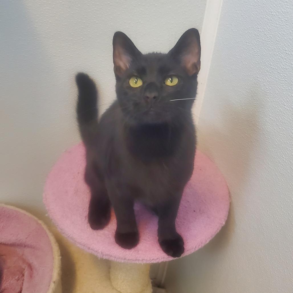 Raj, Adoptable, Young Male Domestic Short Hair.