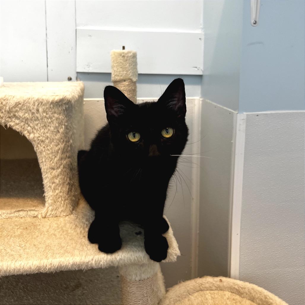 Enlarge Raj, a Adoptable mixed breed in Winchester, TN image 3/4