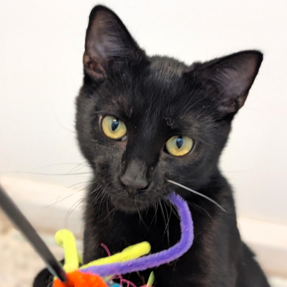 Enlarge Raj, a Adoptable mixed breed in Winchester, TN image 4/4