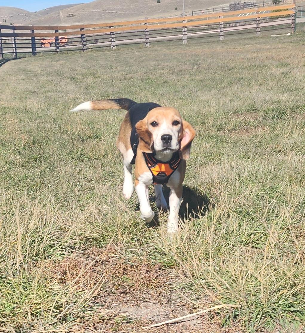 Augusta, an adoptable Beagle in Hartville, WY, 82215 | Photo Image 2