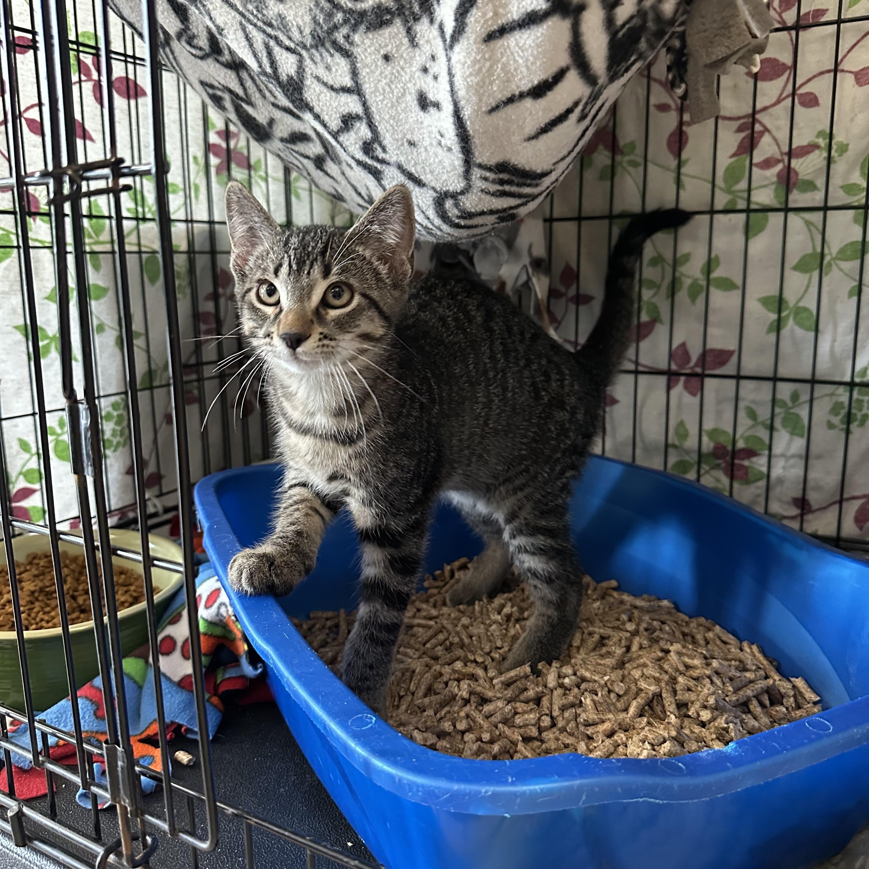 Enlarge Fried, a Adoptable Domestic Short Hair in Chippewa Falls, WI image 1/2