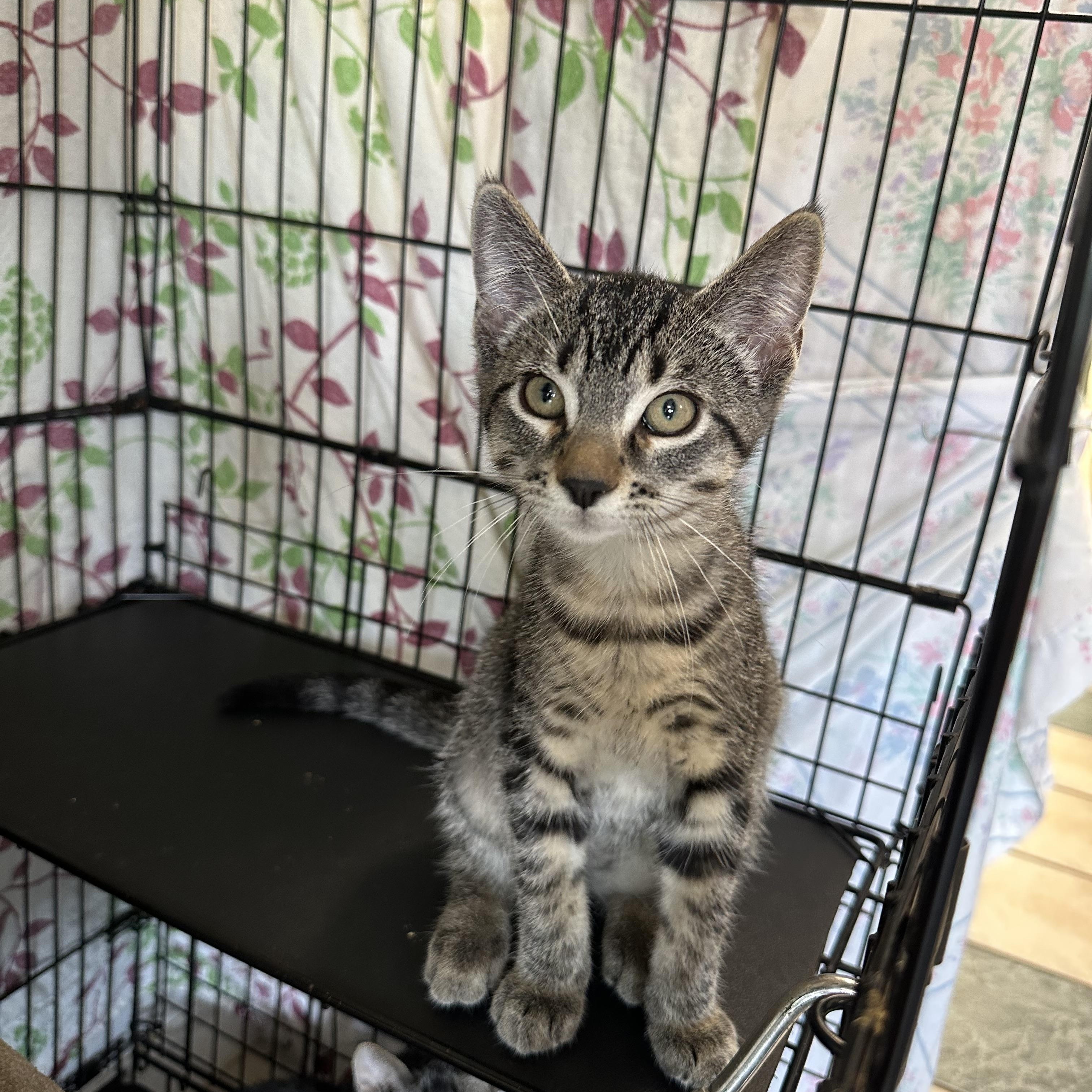 Enlarge Fried, a Adoptable Domestic Short Hair in Chippewa Falls, WI image 2/2