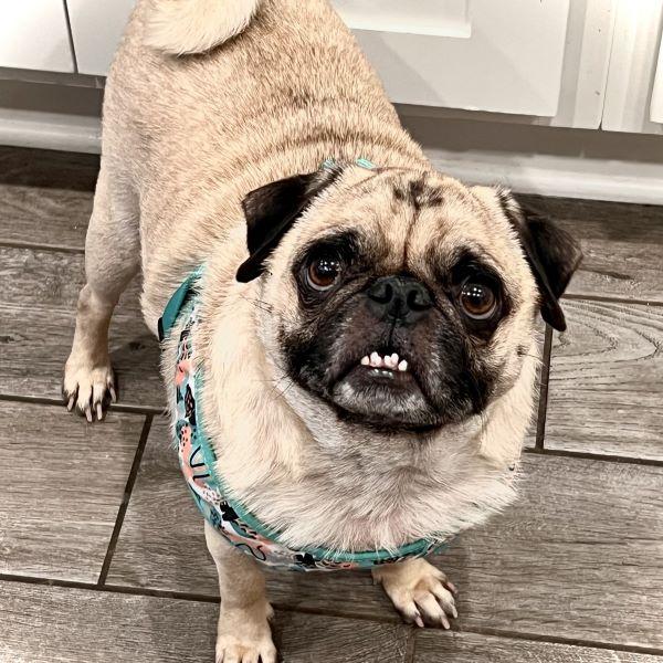 Nick, Adult Male Pug