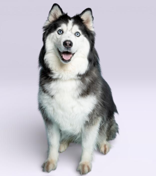 Enlarge Belatrix, a Adopted Siberian Husky in Carrollton, TX image 1/3