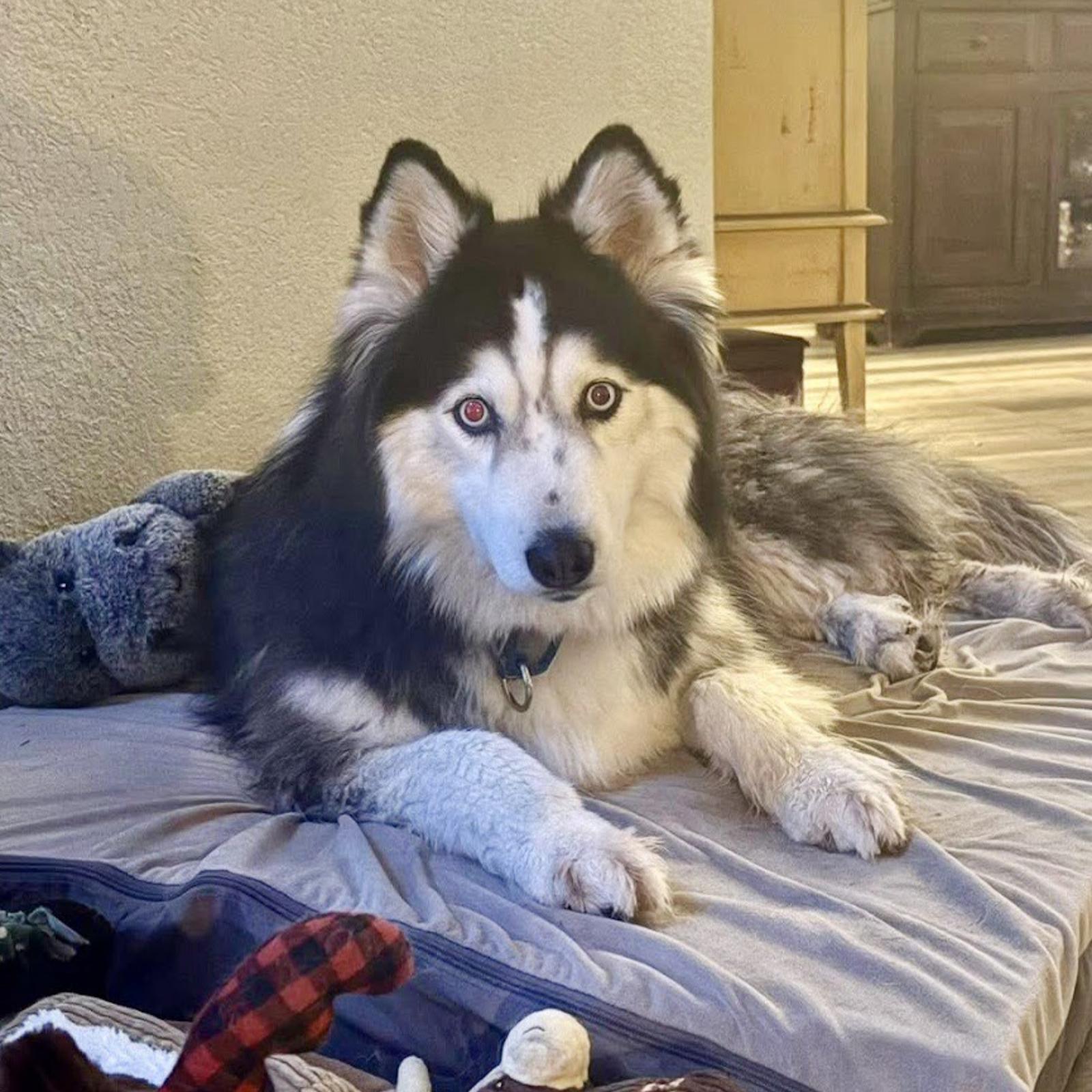 Enlarge Belatrix, a Adopted Siberian Husky in Carrollton, TX image 2/3