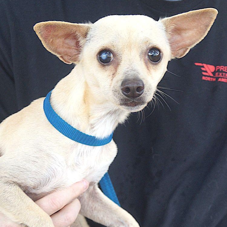 Atom, ADOPTABLE, Adult Male Chihuahua.