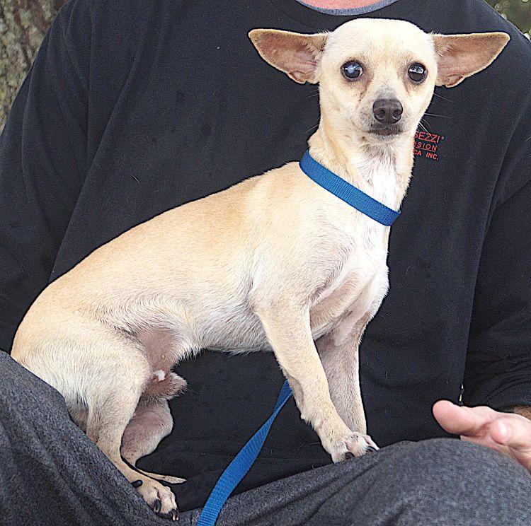 Enlarge Atom, a ADOPTABLE Chihuahua in Carrollton, TX image 2/2