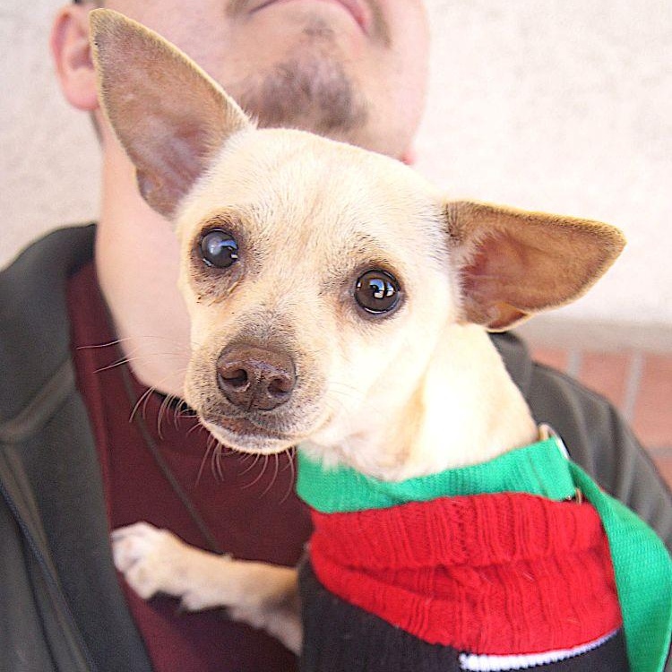 Enlarge Atom, a ADOPTABLE Chihuahua in Carrollton, TX image 1/2