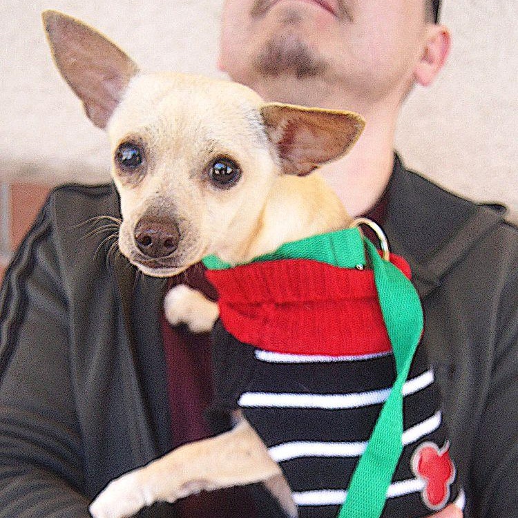 Enlarge Atom, a ADOPTABLE Chihuahua in Carrollton, TX image 2/2