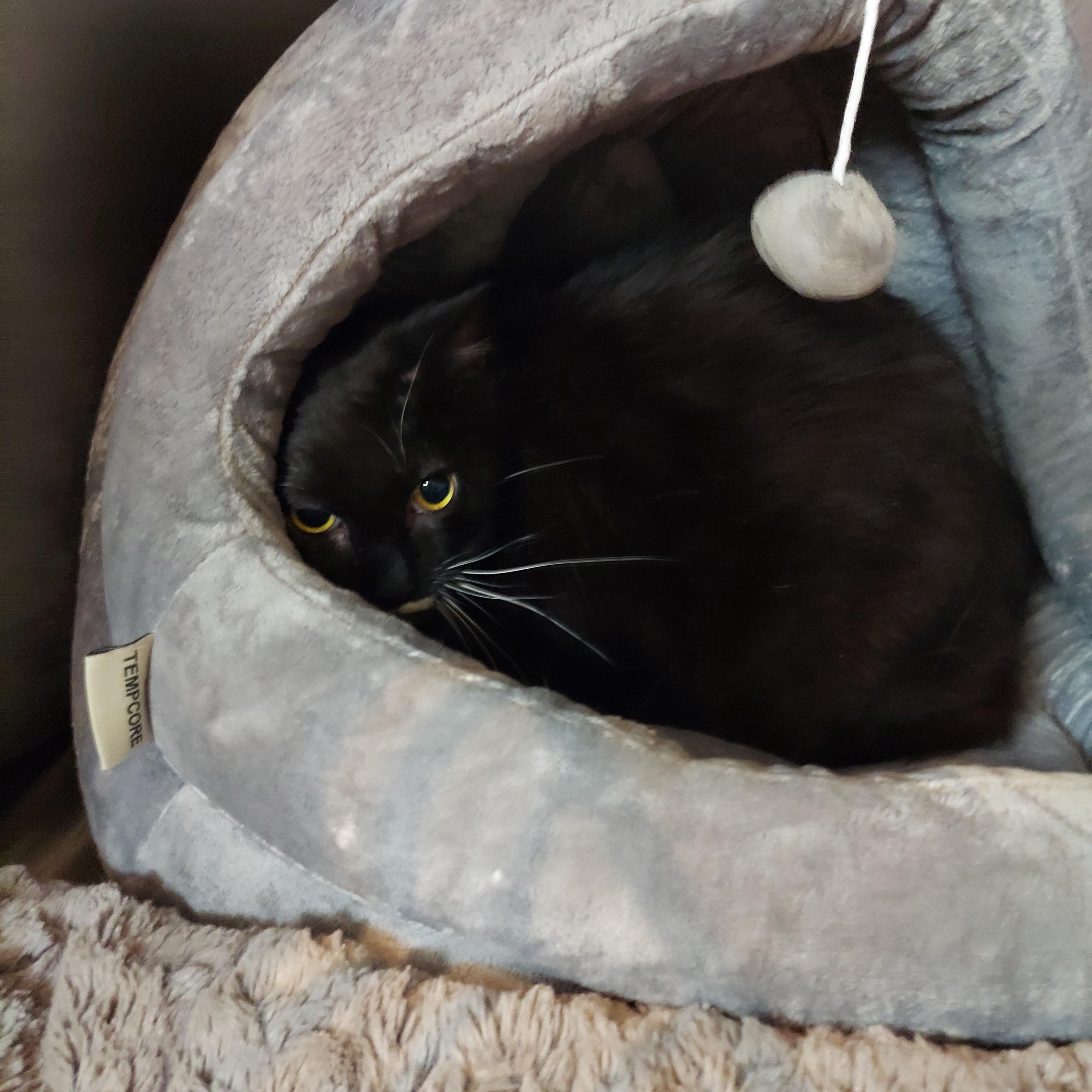 #25 & 26, a ADOPTABLE mixed breed in Pawtucket, RI image 1/2