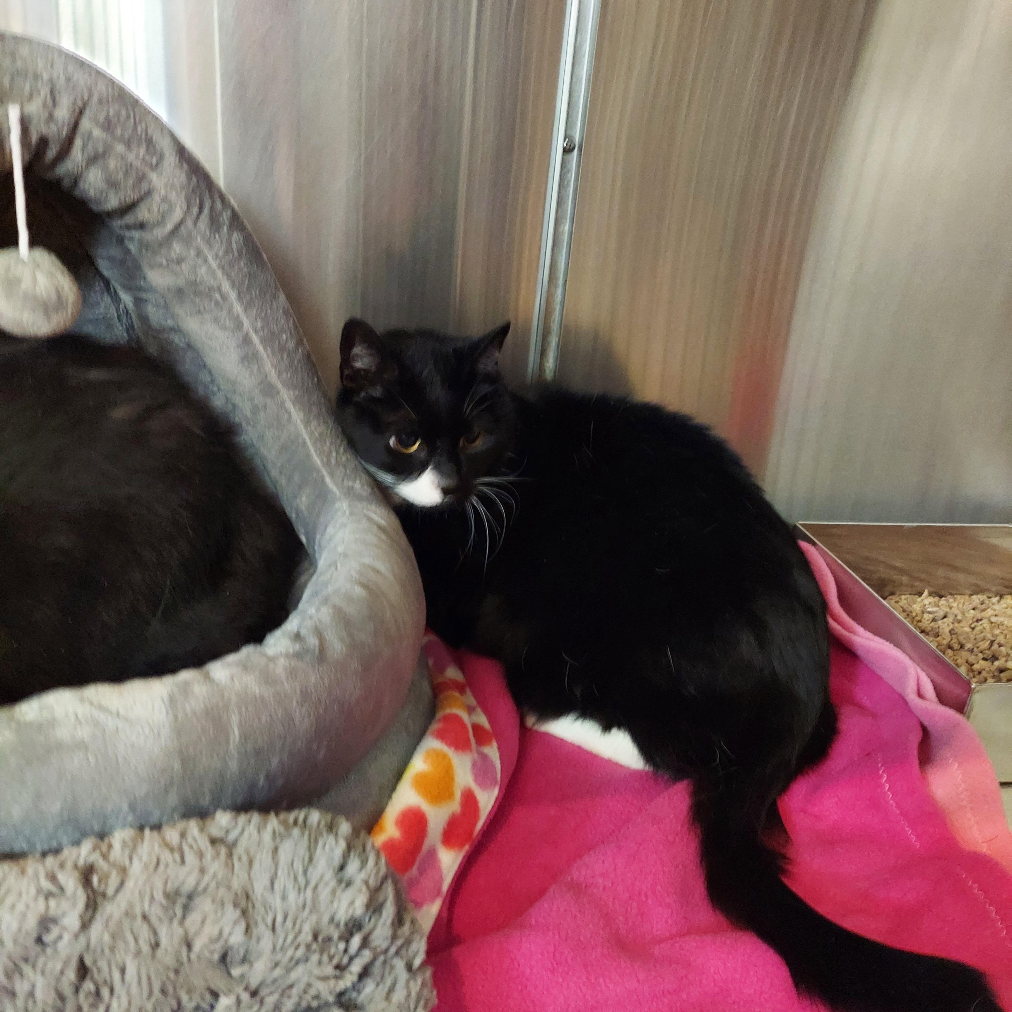 #25 & 26, a ADOPTABLE mixed breed in Pawtucket, RI image 2/2