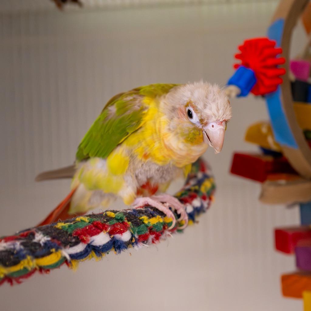 Enlarge Clarke, a Adoptable Conure in Twentynine Palms, CA image 1/1