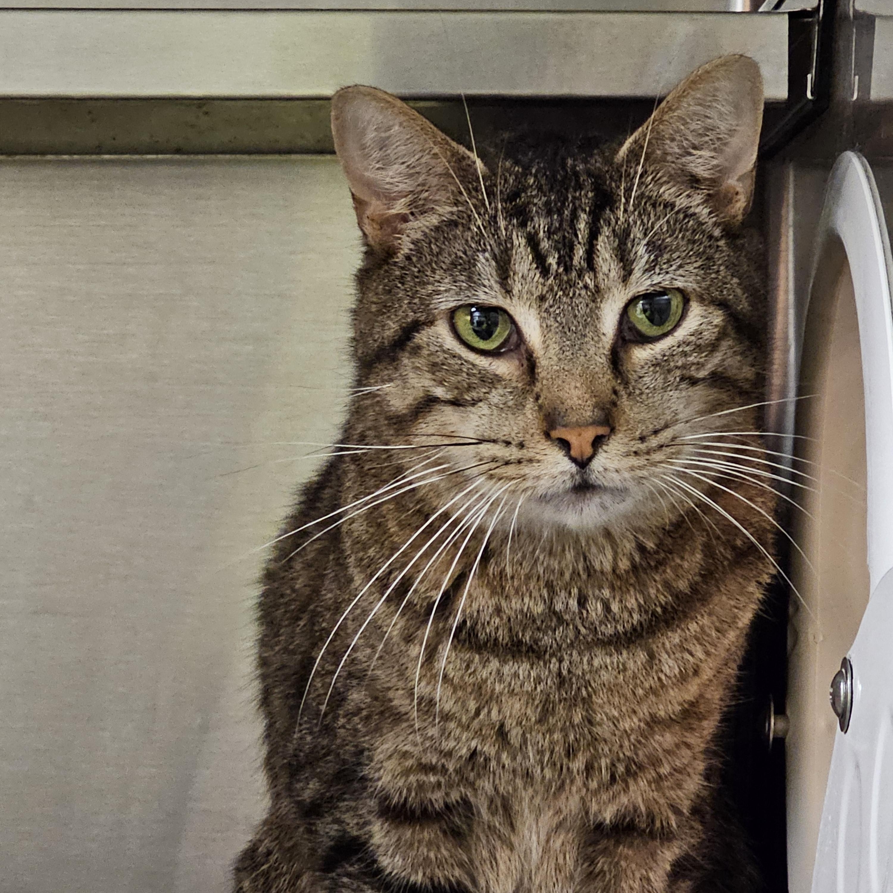 Enlarge Lilo, a Adoptable Domestic Short Hair in Stratford, CT image 1/4