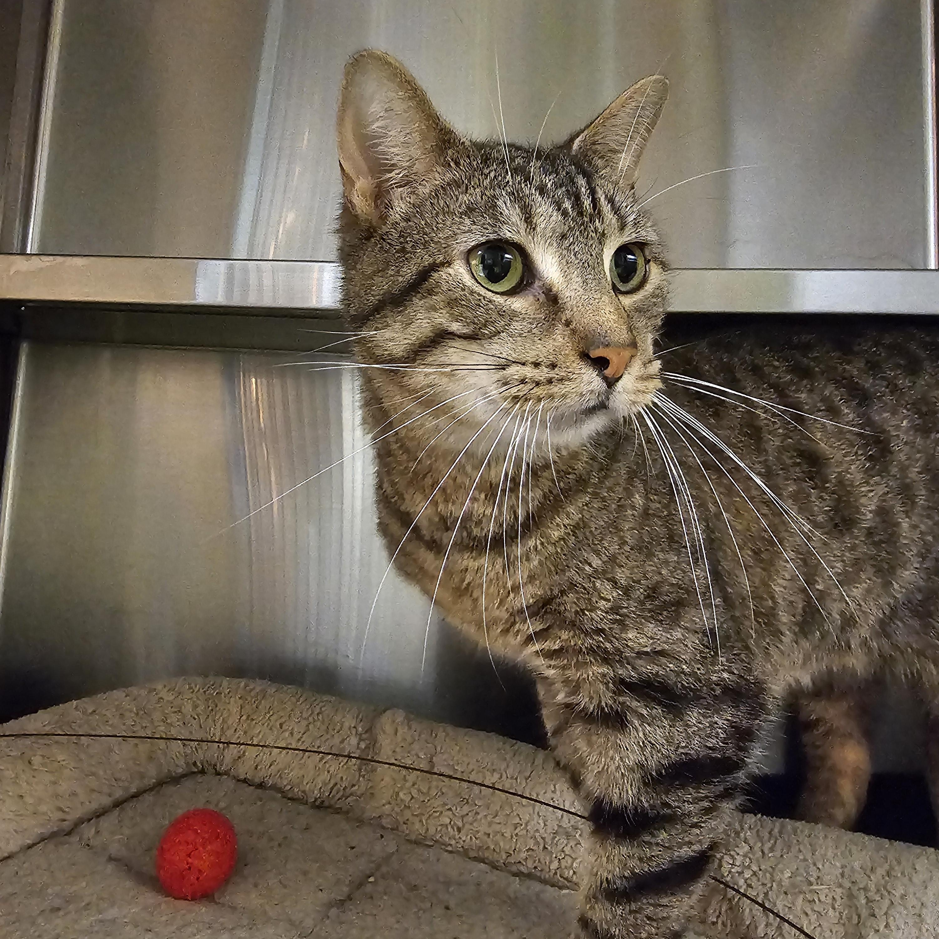 Enlarge Lilo, a Adoptable Domestic Short Hair in Stratford, CT image 2/4