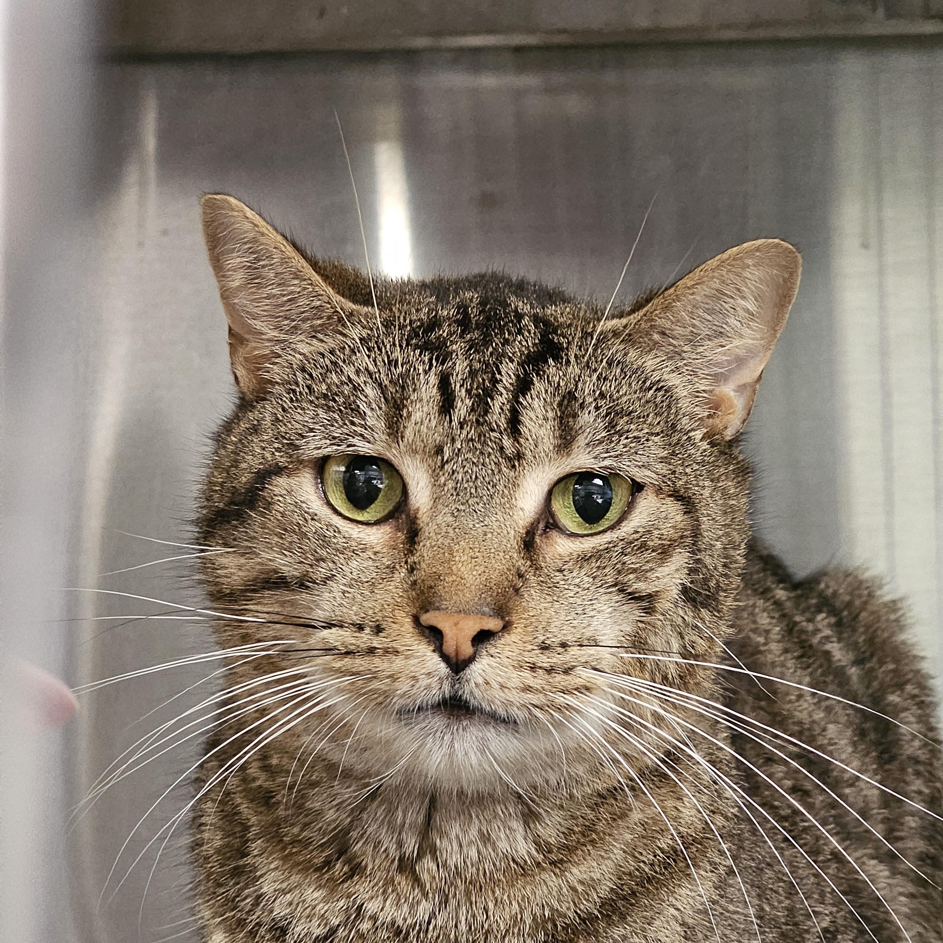 Enlarge Lilo, a Adoptable Domestic Short Hair in Stratford, CT image 4/4