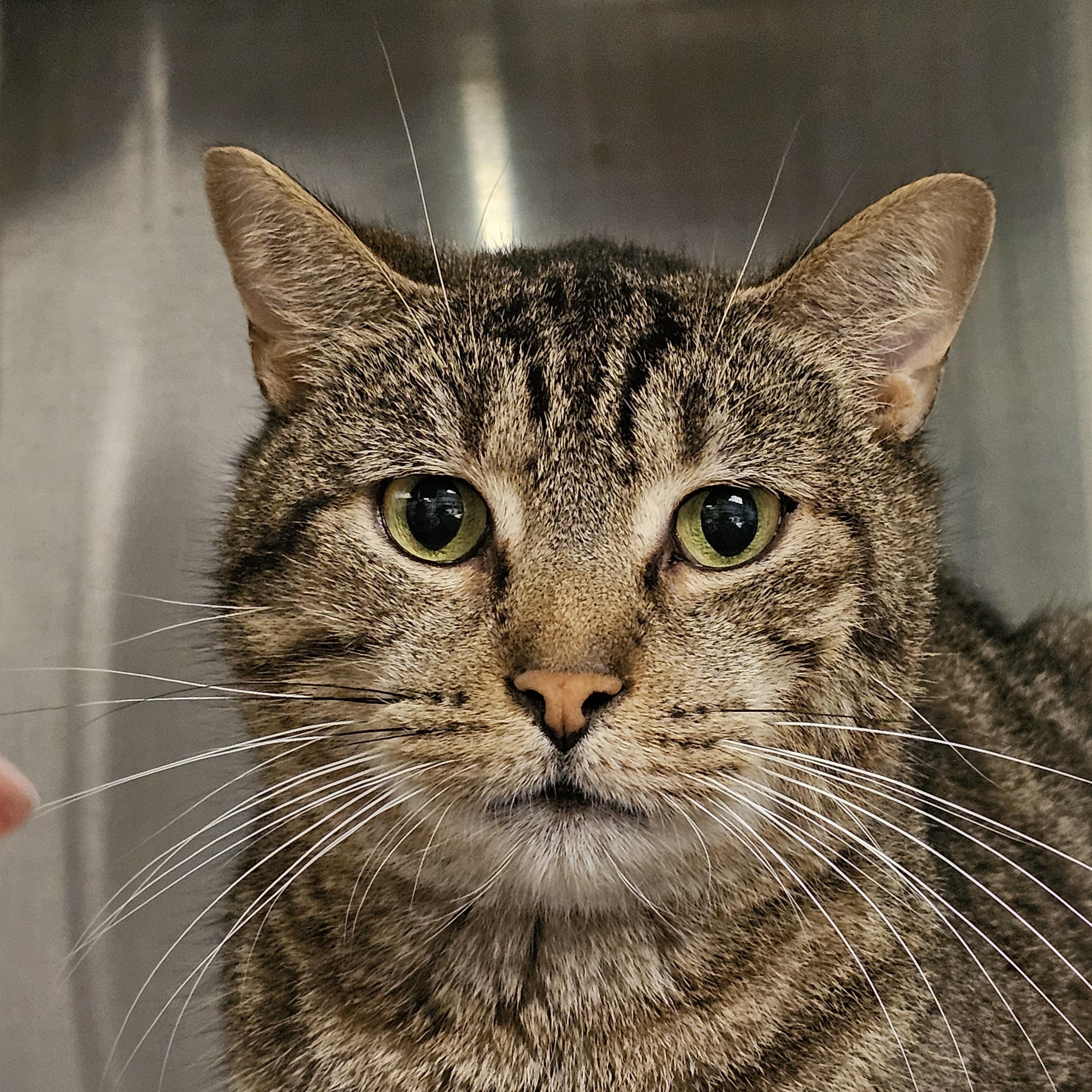 Enlarge Lilo, a Adoptable Domestic Short Hair in Stratford, CT image 3/4