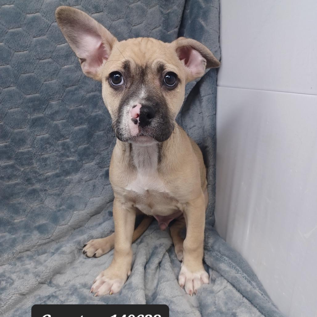 Coastan, Adoptable, Puppy Male Terrier.