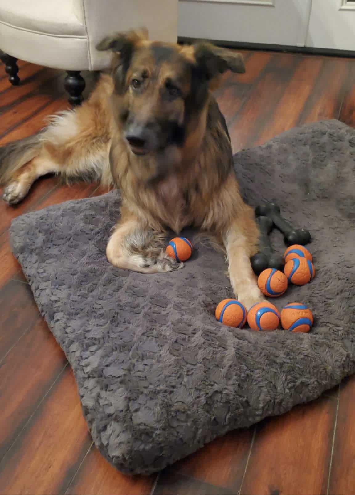 Falkor, Adoptable, Adult Male Shepherd.