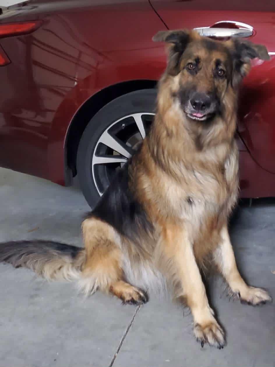 Falkor, a Adoptable mixed breed in New Smyrna Beach, FL image 3/3