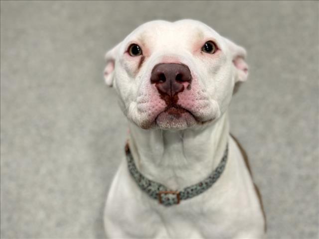 Enlarge FERN, a Adoptable mixed breed in Loveland, CO image 1/1