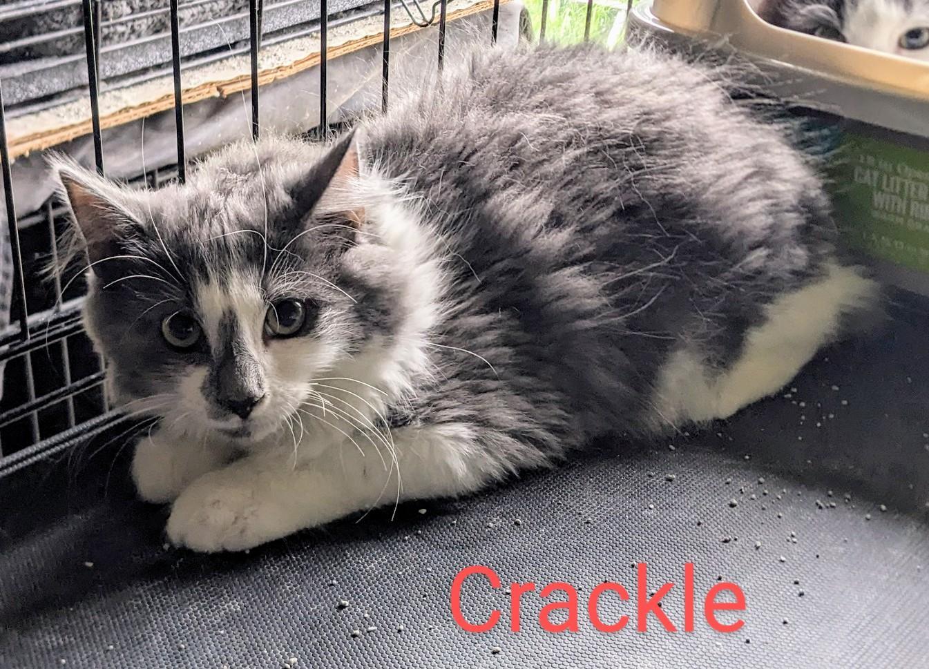 Crackle