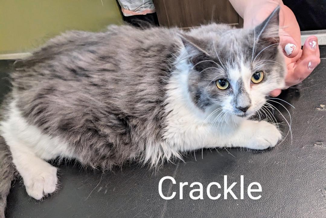 Crackle
