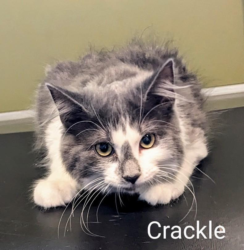 Crackle