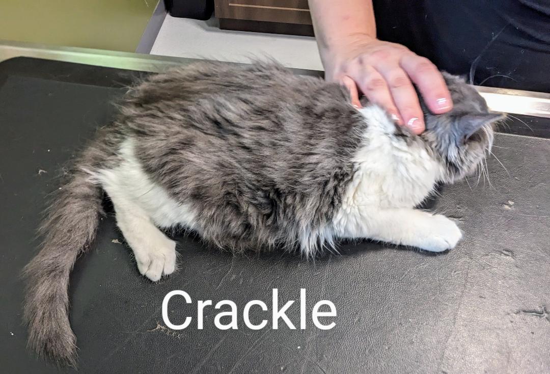 Crackle