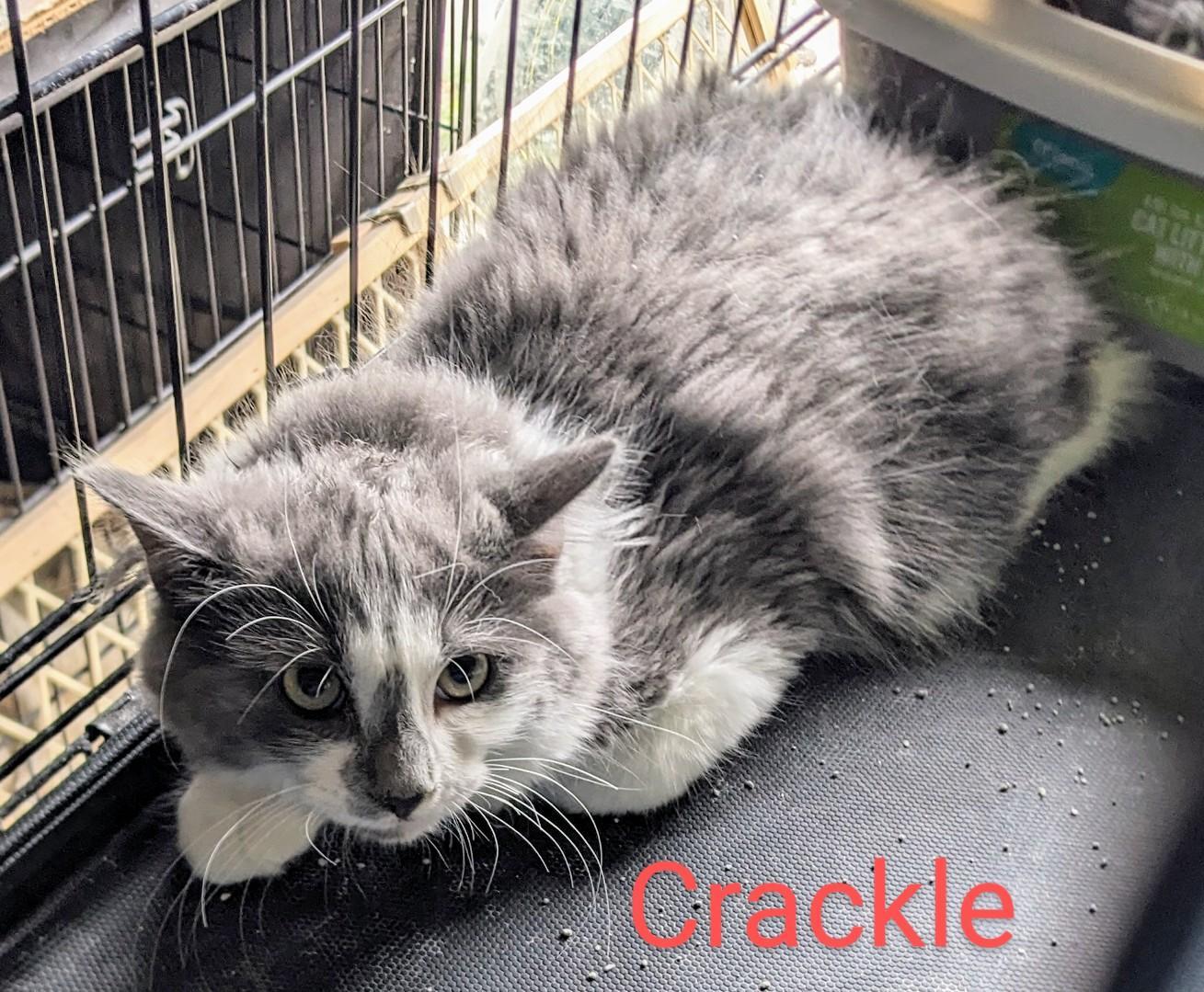 Crackle