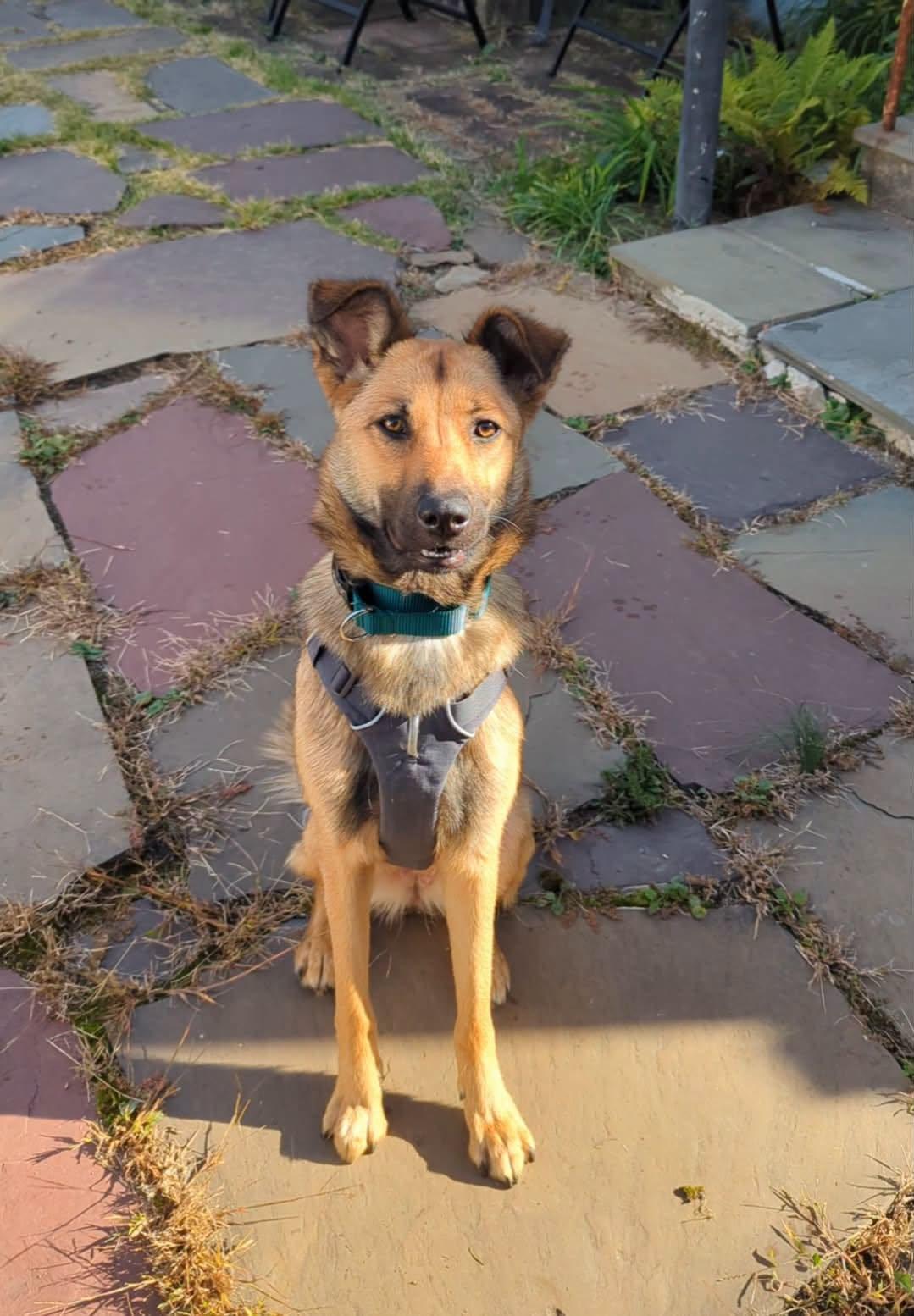 Enlarge Brandy, a Adoptable mixed breed in Ossining, NY image 2/3