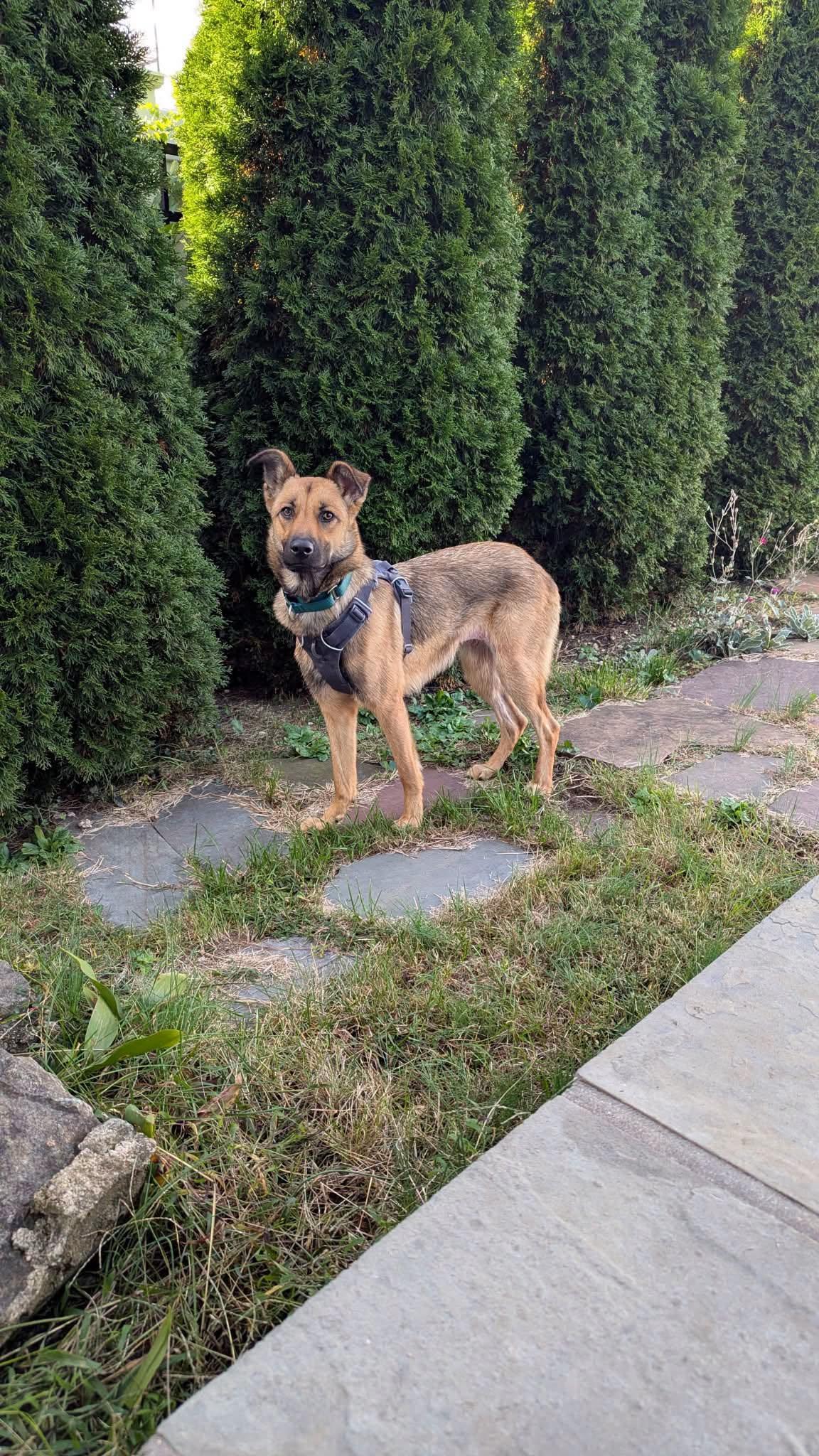 Enlarge Brandy, a Adoptable mixed breed in Ossining, NY image 3/3