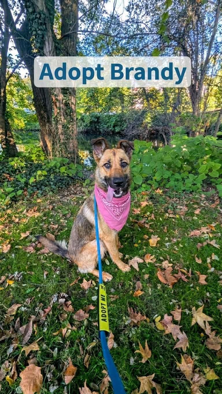 Brandy, Adoptable, Young Female German Shepherd Dog & Pyrenean Shepherd.