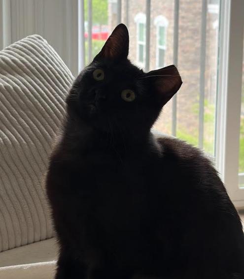 Vesper26, Adoptable, Kitten Female Domestic Short Hair.