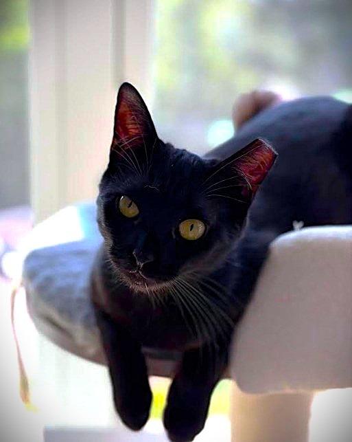 Enlarge Vesper26, a Adoptable mixed breed in Youngsville, NC image 2/3