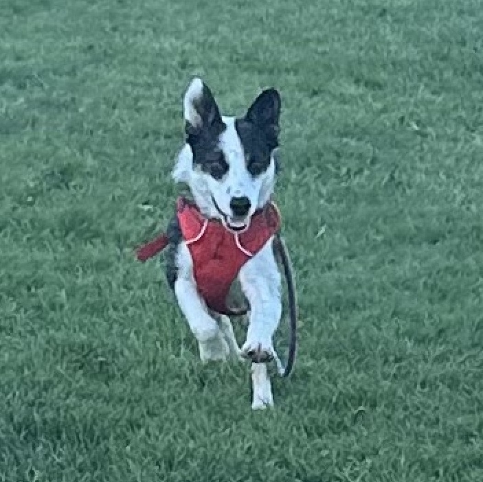 Enlarge Parker, a Adoptable Border Collie in denver, CO image 2/2