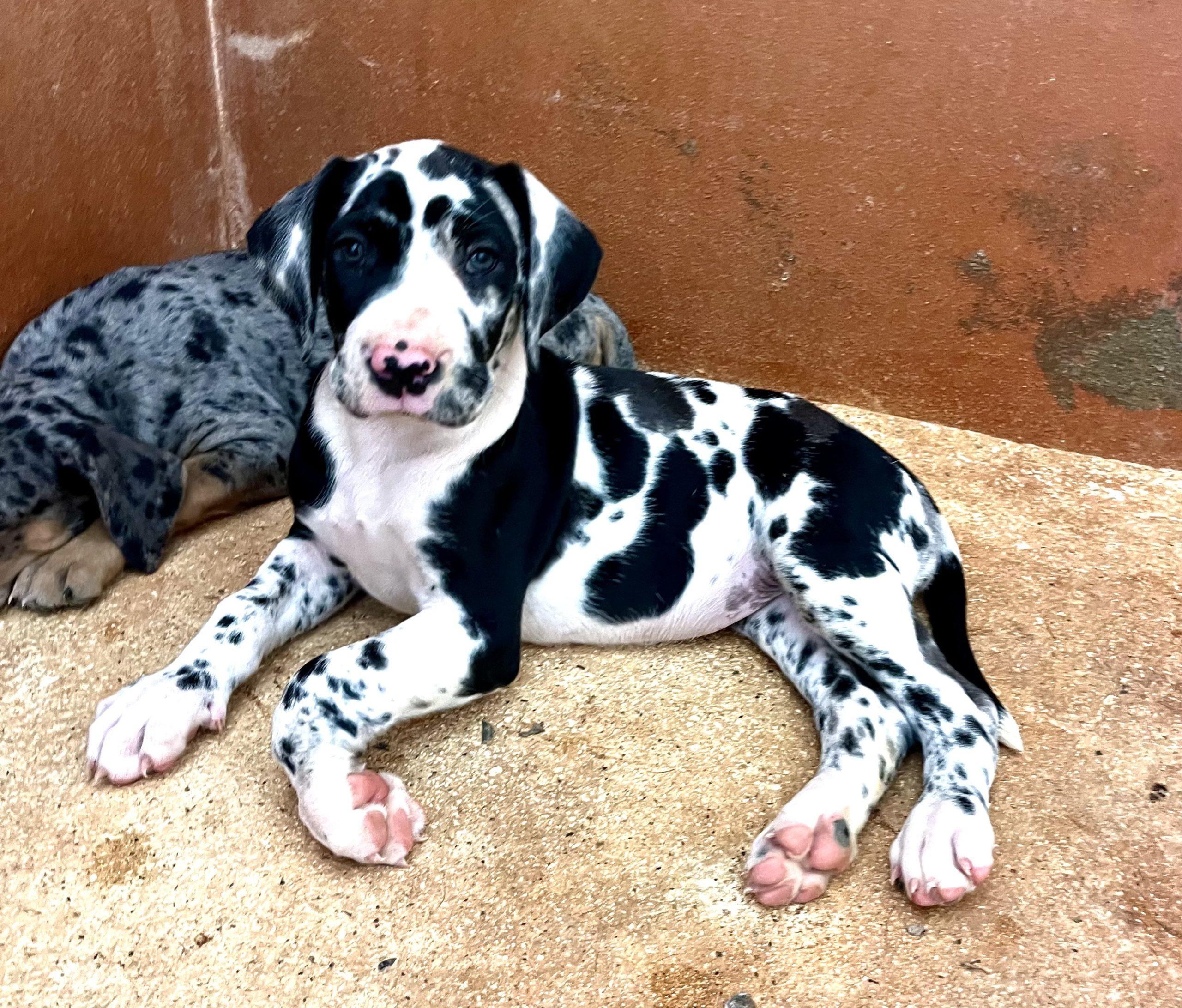 Enlarge Cleo, a ADOPTABLE Great Dane in Pine Beach, NJ image 1/1