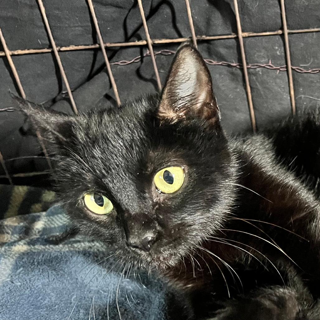 Enlarge Bonnie, a Adoptable Domestic Short Hair in Houston, TX image 1/1