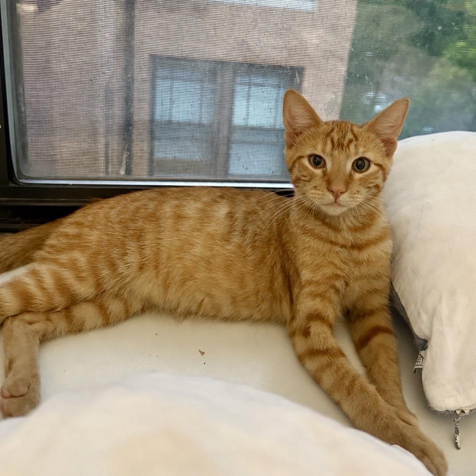 Waldo, Adoptable, Young Male Domestic Short Hair.