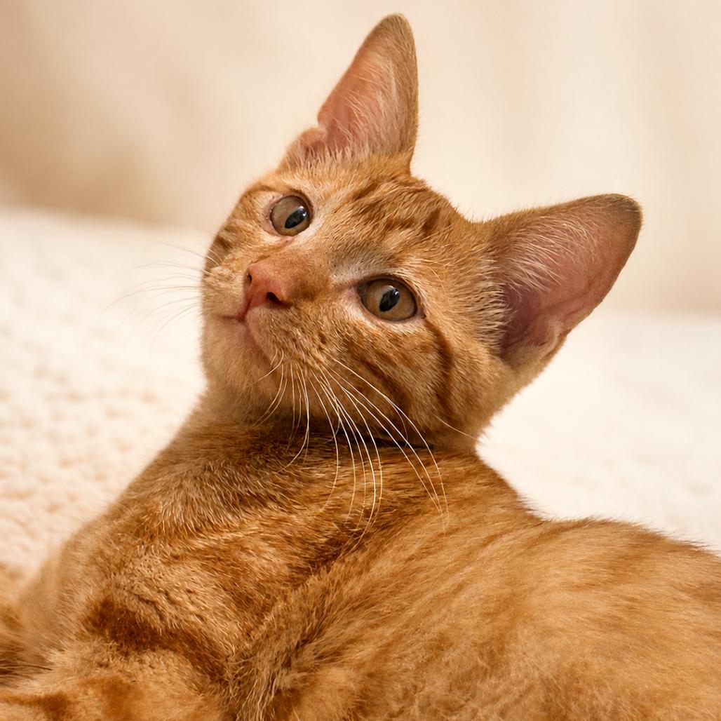 Enlarge Waldo, a Adoptable Domestic Short Hair in St. Louis, MO image 2/3