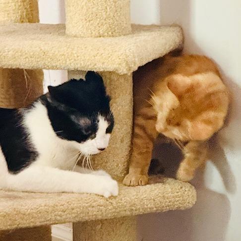 Enlarge Waldo, a Adoptable Domestic Short Hair in St. Louis, MO image 3/3